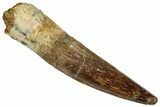Fossil Spinosaurus Tooth - Real Dinosaur Tooth #324870-1